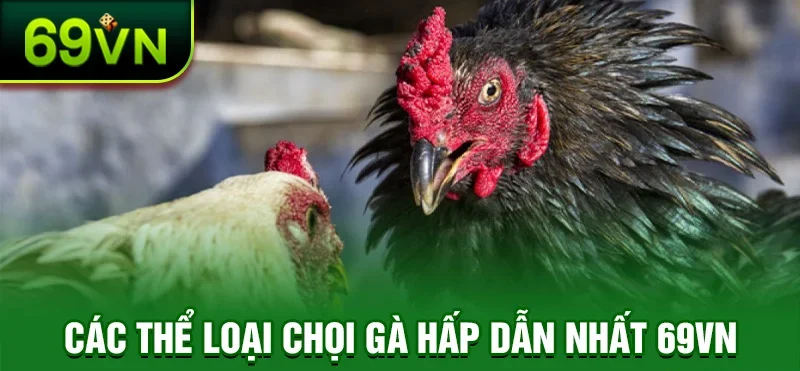 Các thể loại đá gà 69VN phổ biến nhất hiện nay