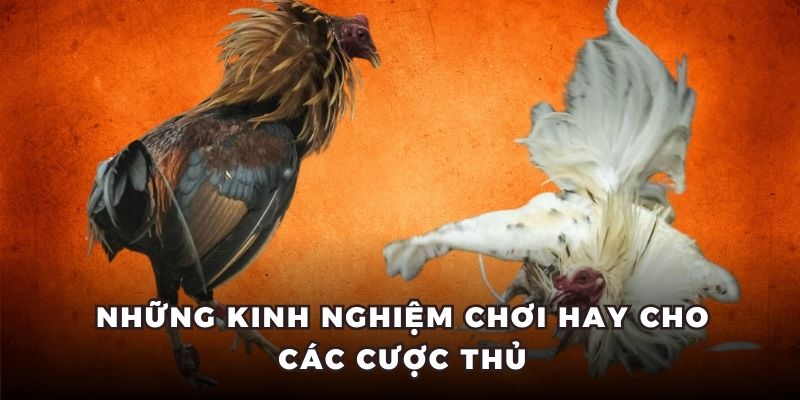 đá gà bồ thomo