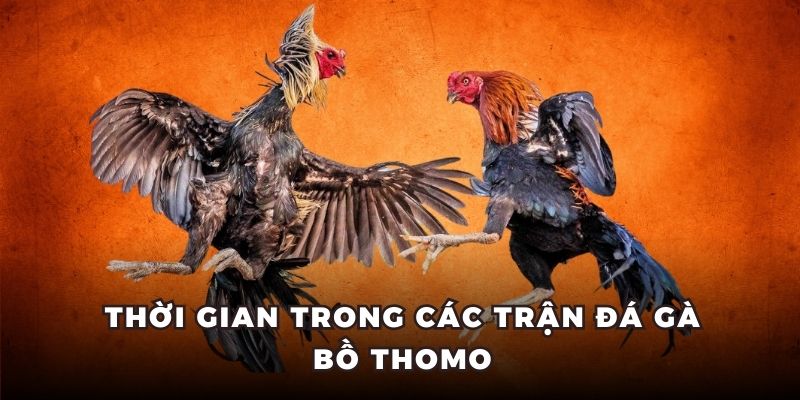 đá gà bồ thomo