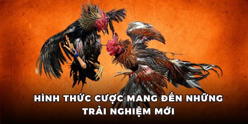 đá gà bồ thomo