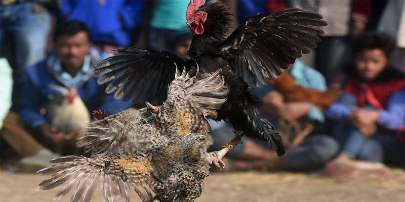 đá gà cựa dao