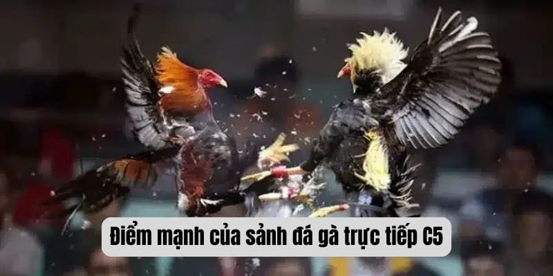đá gà c5