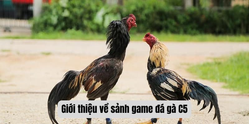 đá gà c5