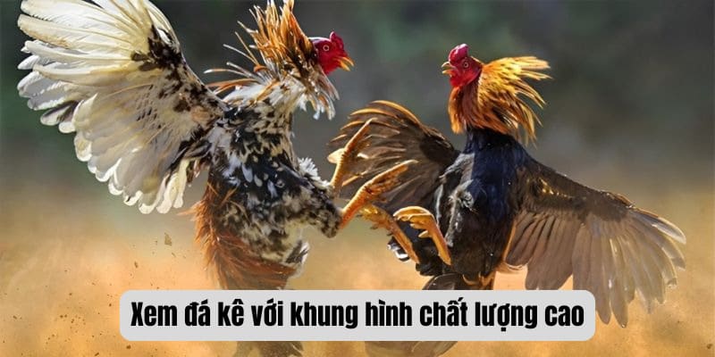 đá gà c5